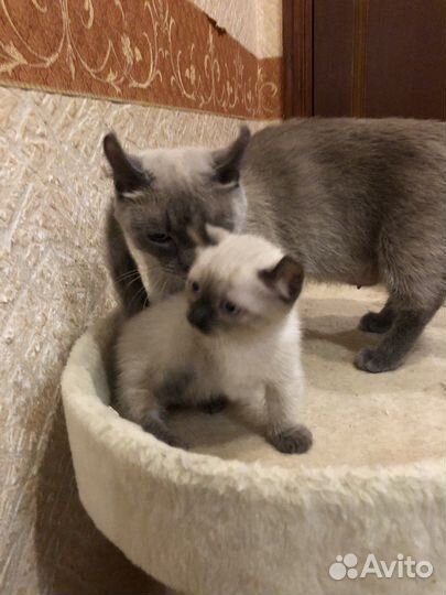 Кинкалоу котята