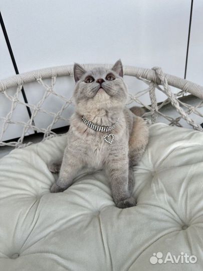 Британские котята