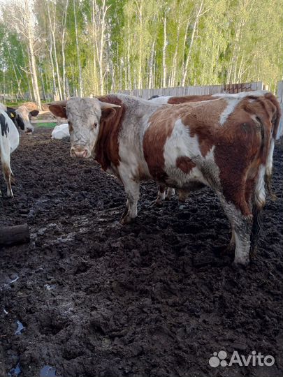 Бык на племя. Симминтал