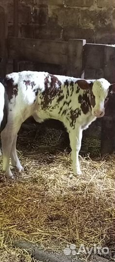 Телочка 1 мес