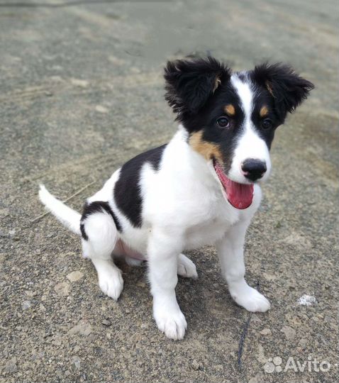 Щенок в добрые руки