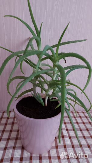 Алоэ взрослое