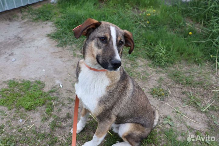 Собака в добрые руки отдам бесплатно