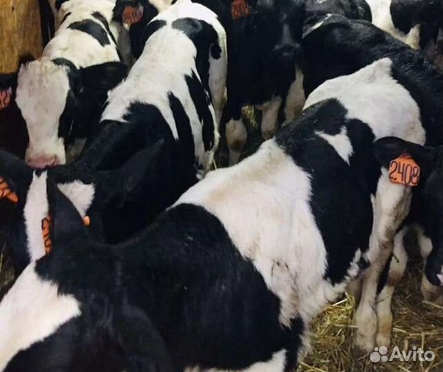 Телята бычки