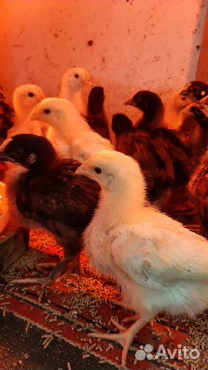 Цыплята кур несушек