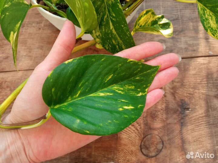 Сциндапсус эпипремнум