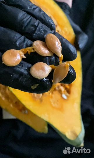 Семена тыквы Blue Hubbard (Голубой Хаббард) 2023