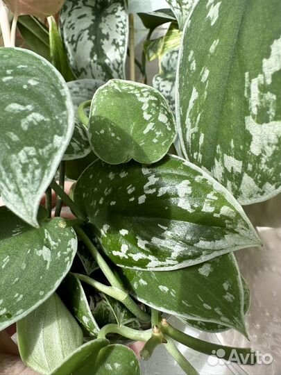 Сциндапсусы треби, жаде, пиктус, сильвер энн