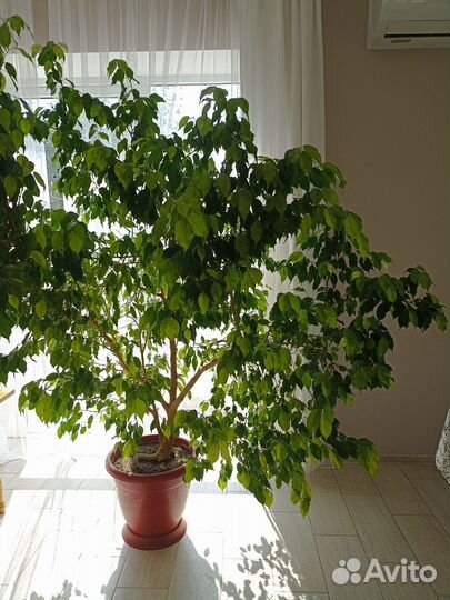 Фикус бенджамина