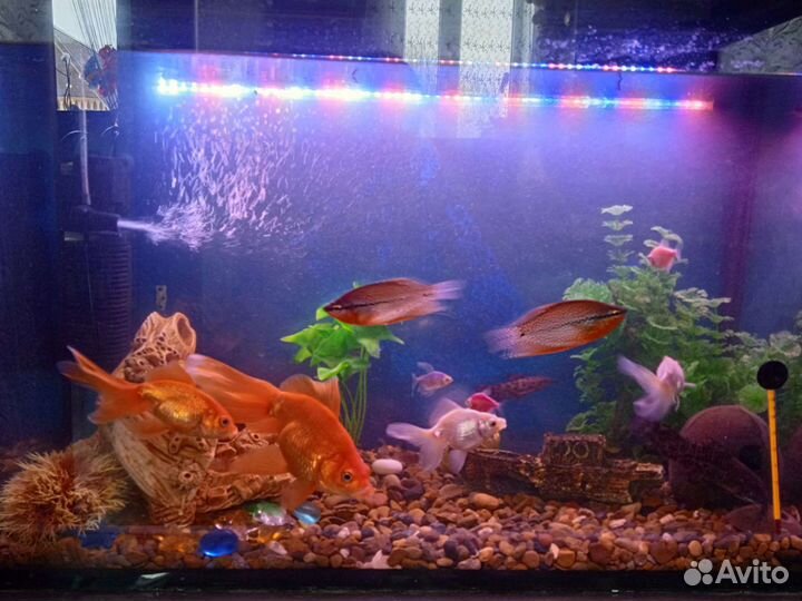Аквариум