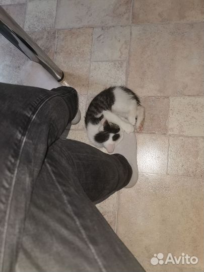 Котенок бездомный