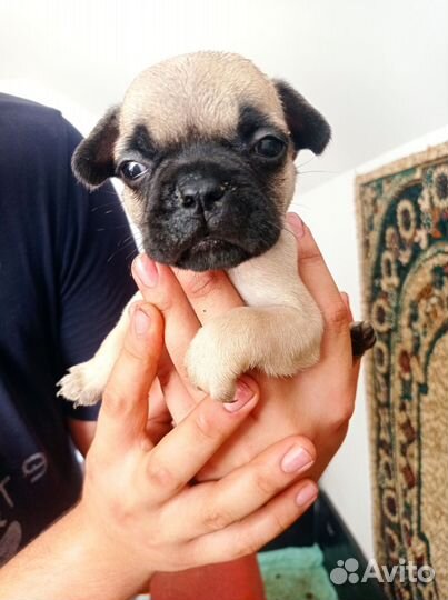 Французский бульдог щенки