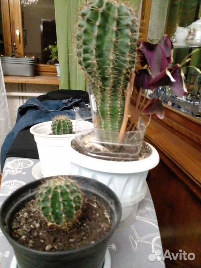 Кактусы и денежное дерево