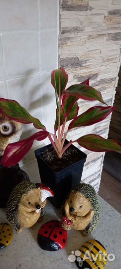 Сортовые аглаонемы