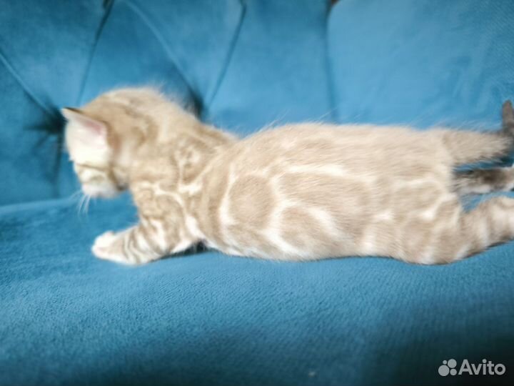 Бенгальские котята
