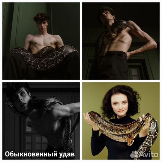 Аренда змей