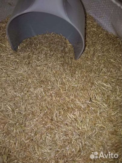 Семена газонной травы