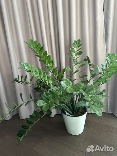 Замиокулькас