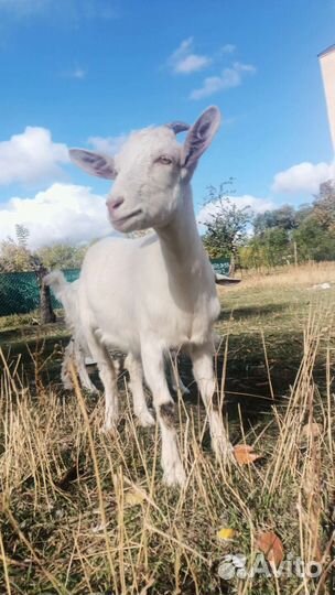 Зааненская коза и ломанча
