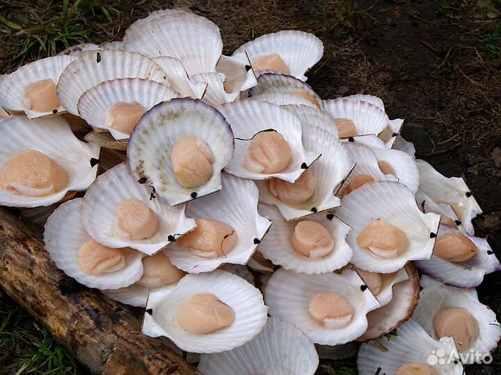 Живые морепродукты