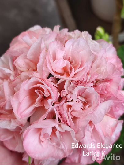 Пеларгонии сортовые