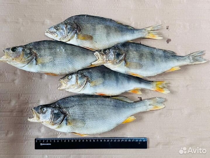 Окунь вяленый крупный