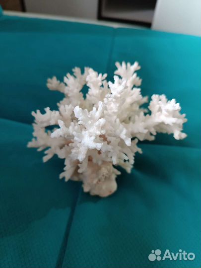 Натуральный коралл