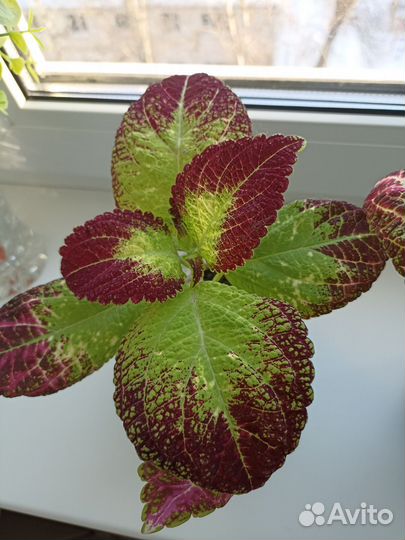 Колеус Аватар сортовой