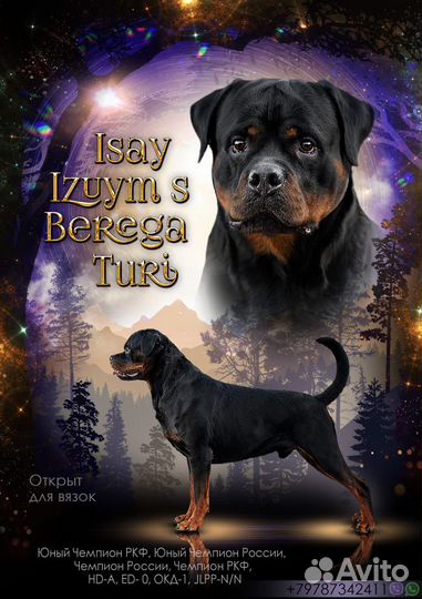 Ротвейлер вязка