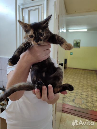 Котенок