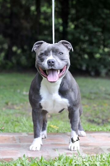 Американский булли