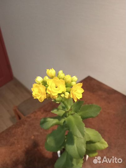 Каланхое желтый