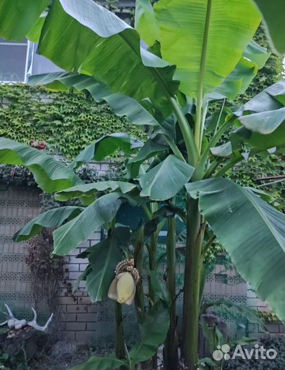 Саженцы Маракуйи, Банана, Инжир, гранат и тд