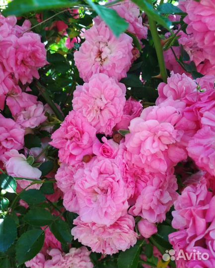 Роза плетистая