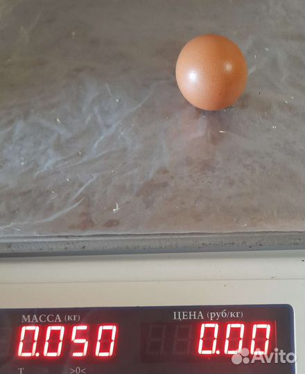 Яйцо