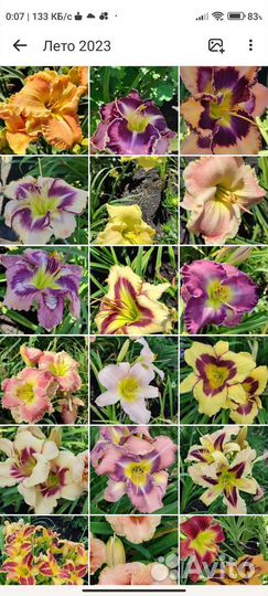 Лилейники сортовые