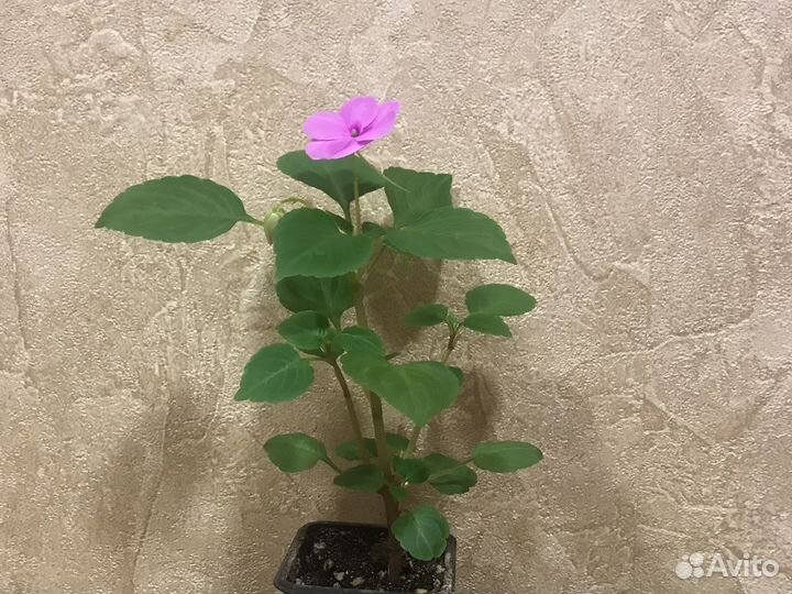 Бальзамин Супер Элфин F1 Виолет Старберст