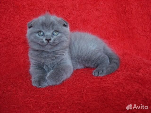 Вислоухие котята