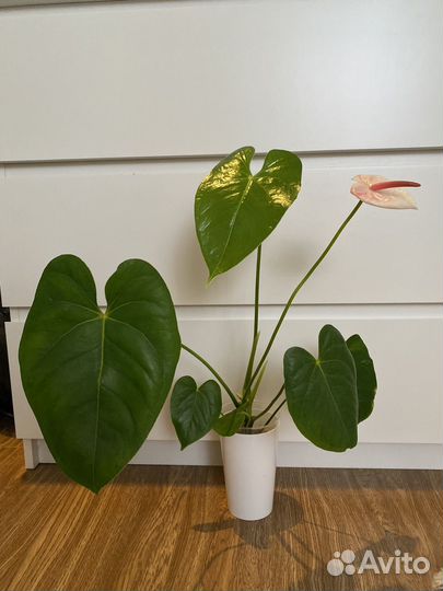 Антуриум Акура