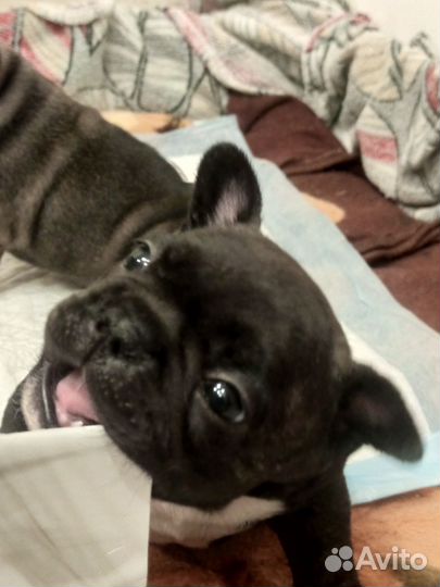 Французский бульдог щенки девочка