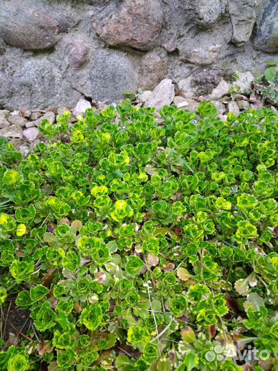 Каменоломка