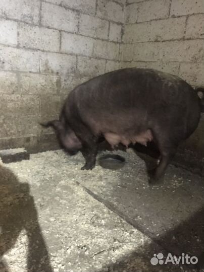 Поросята,супоросные свиноматки,хряк