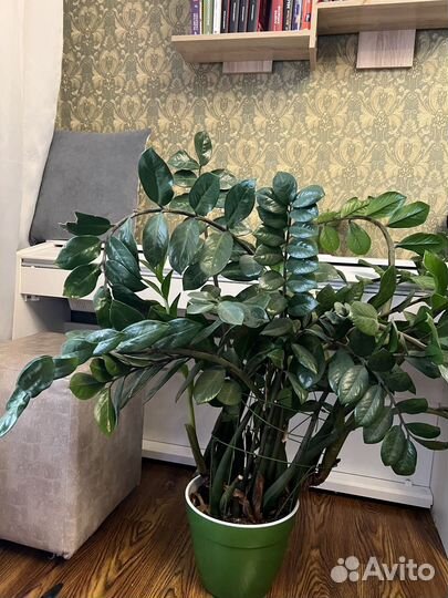 Замиокулькас денежное дерево цветок цветы