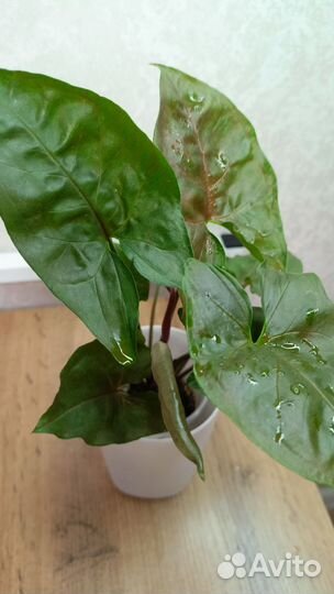 Сингониум брокант