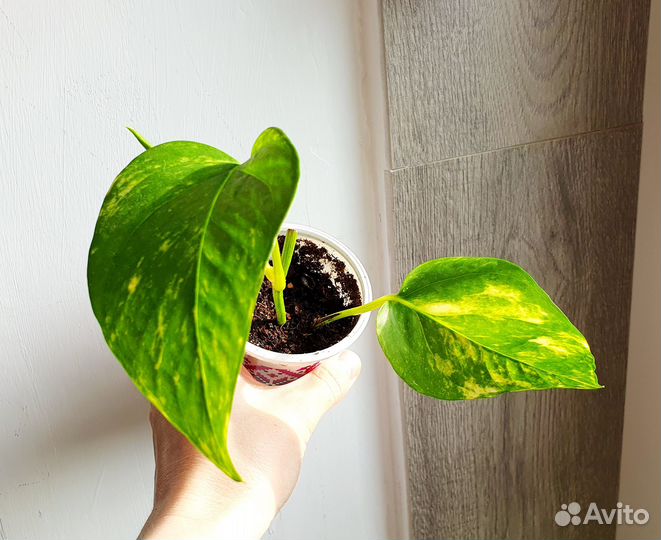 Эпипремнум сциндапсус сингониумы молодые растения