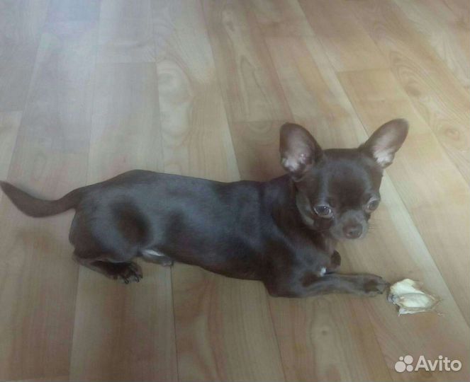 Чихуахуа племенные кобели