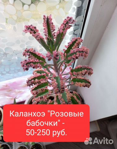 Каланхоэ, сансевиерия, толстянка, хойя