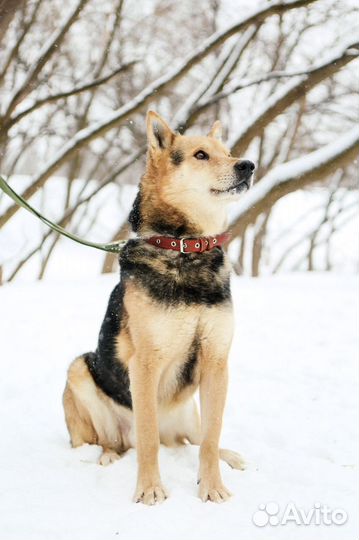 Спасите Феникса от тяжелой жизни