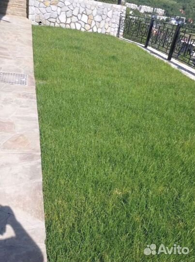 Рулонный газон