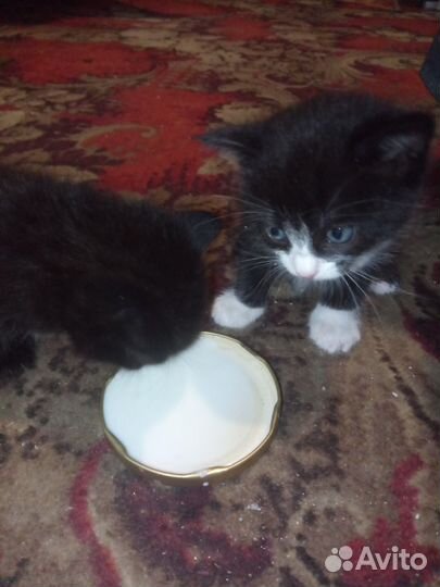 Котенок в добрые руки бесплатно